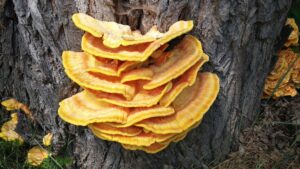 Reishi-Pilz-Cell-Nutrition