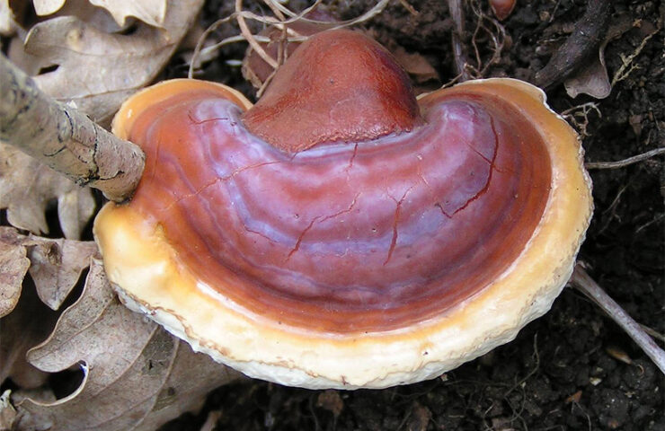 Reishi-Pilz-bild