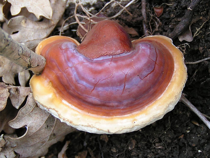 Reishi-Pilz-bild