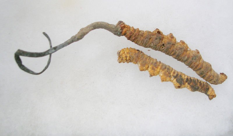 Cordyceps-Sinensis-Cell Nutrition