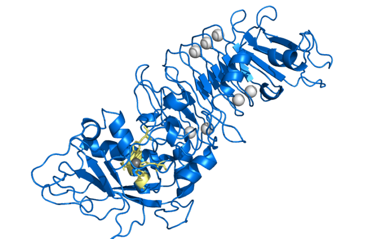 Serrapeptase