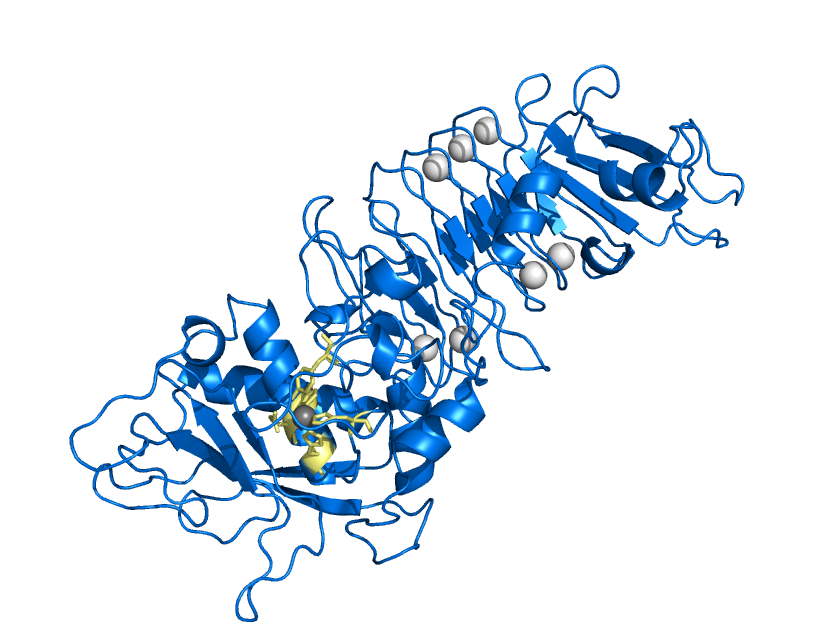 Serrapeptase