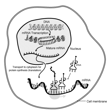 Proteinsynthese