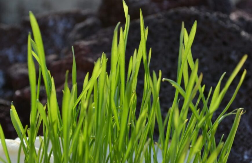 Weizen-grass