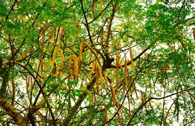 Der-baum-Moringa_oleifera