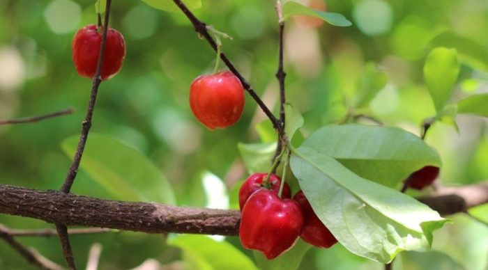 Acerola-Vitamin-c_1920