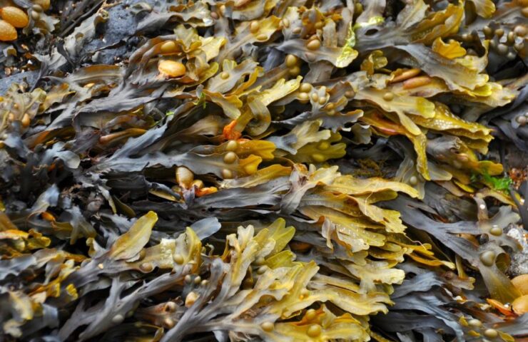 seaweed-Magnesium
